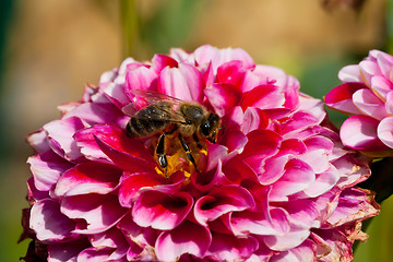 Image showing Bee