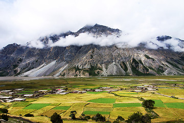 Image showing Landscape of wheat fields