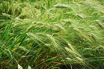 Image showing Wheat fields