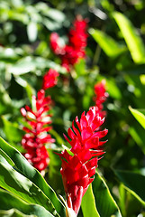 Image showing Red flower