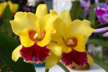 Image showing Colored orchid