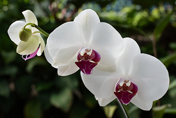 Image showing Colored orchid