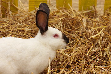 Image showing close-up of a white rabbit farm in the straw