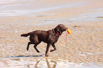 Image showing brown labrador playing on a sandy beach
