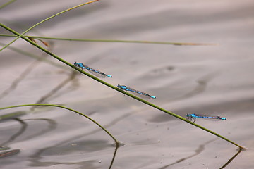 Image showing Bluet placed on a reed near the water