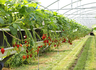 Image showing culture in a greenhouse strawberry and strawberries