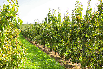 Image showing pear trees laden with fruit in an orchard in the sun