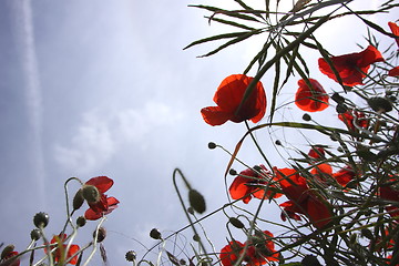 Image showing Poppies in perspective against a background of blue sky