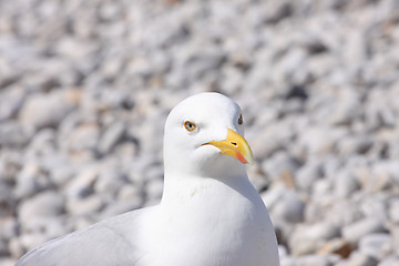 Image showing portrait of a seagull on shingle beach