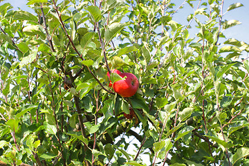 Image showing Beautiful red apple on a branch under a blue sky