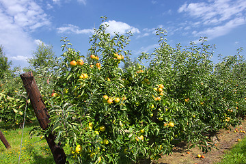 Image showing apple trees loaded with apples in an orchard in summer