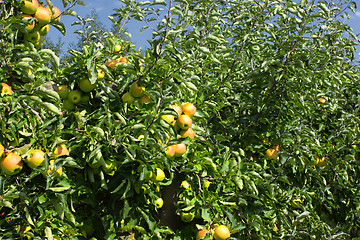 Image showing apple trees loaded with apples in an orchard in summer