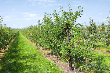 Image showing apple trees loaded with apples in an orchard in summer