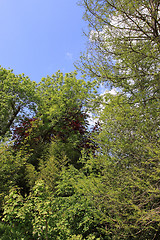 Image showing large trees in the garden of Monet at Giverny