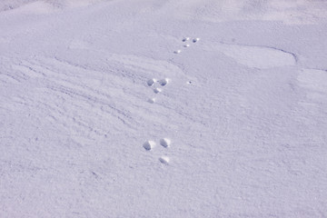 Image showing rabbit paw prints in the snow in winter