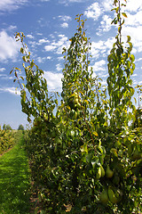 Image showing pear trees laden with fruit in an orchard in the sun