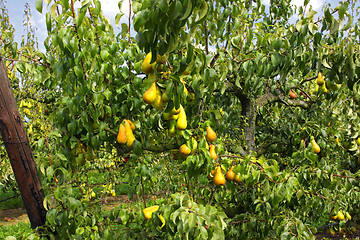 Image showing pear trees laden with fruit in an orchard in the sun