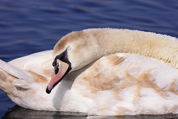 Image showing a young mute swan make her toilet. his attitude is soft