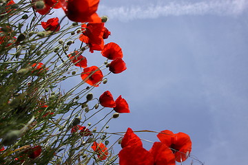 Image showing Poppies in perspective against a background of blue sky