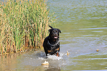 Image showing female rottweiler playing in the water of a river