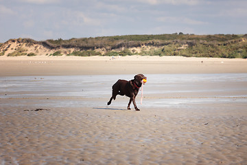 Image showing brown labrador playing on a sandy beach