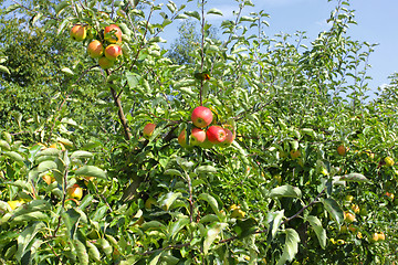 Image showing apple trees loaded with apples in an orchard in summer