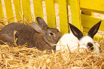 Image showing close-up of a white rabbit farm in the straw