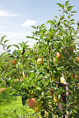 Image showing apple trees loaded with apples in an orchard in summer