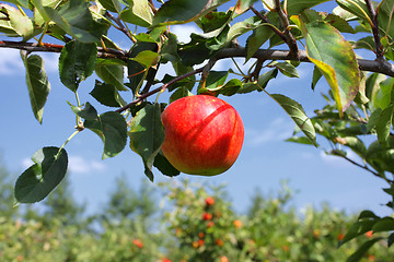 Image showing Beautiful red apple on a branch under a blue sky