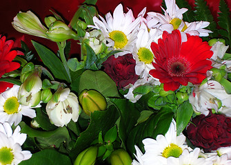 Image showing Red and white flowers