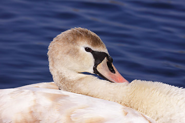 Image showing a young mute swan make her toilet. his attitude is soft