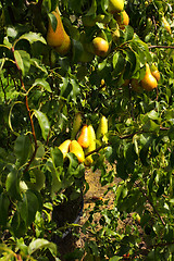 Image showing pear trees laden with fruit in an orchard in the sun