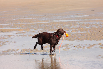 Image showing brown labrador playing on a sandy beach