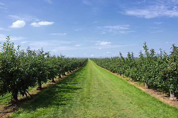 Image showing apple trees loaded with apples in an orchard in summer