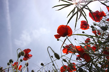 Image showing Poppies in perspective against a background of blue sky