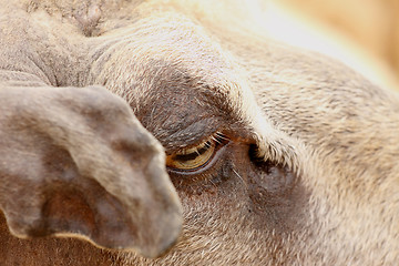 Image showing Close one eye and an ear of sheep