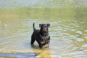 Image showing female rottweiler playing in the water of a river