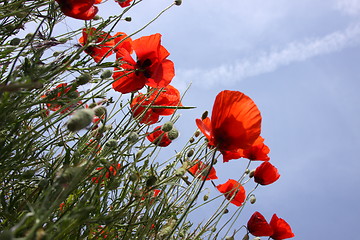 Image showing Poppies in perspective against a background of blue sky