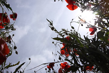 Image showing Poppies in perspective against a background of blue sky