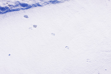 Image showing fox paw prints in the snow in winter