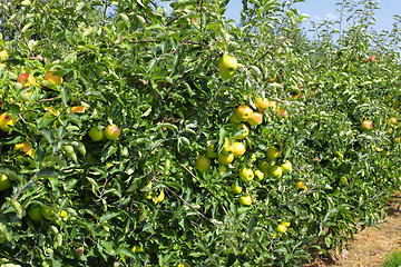 Image showing apple trees loaded with apples in an orchard in summer