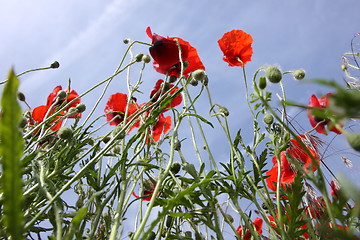 Image showing Poppies in perspective against a background of blue sky