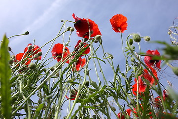 Image showing Poppies in perspective against a background of blue sky