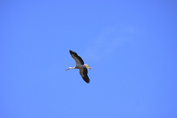 Image showing large stork flying in a blue sky
