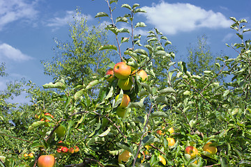 Image showing apple trees loaded with apples in an orchard in summer