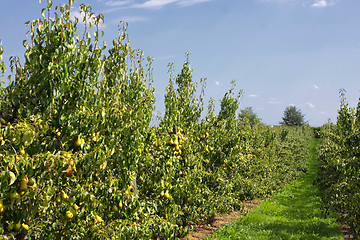 Image showing pear trees laden with fruit in an orchard in the sun