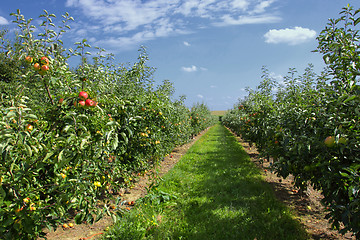 Image showing apple trees loaded with apples in an orchard in summer