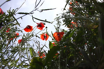 Image showing Poppies in perspective against a background of blue sky