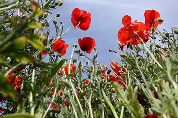 Image showing Poppies in perspective against a background of blue sky