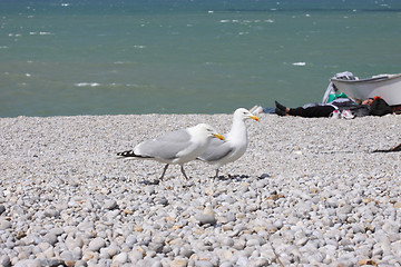 Image showing portrait of a seagull on shingle beach